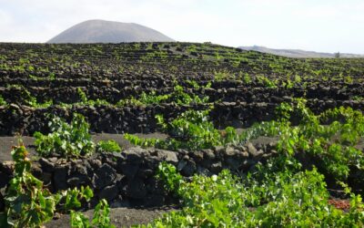 Wine Tours Lanzarote